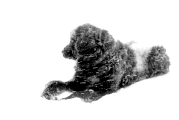 black dog